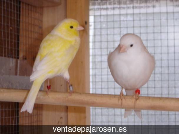 Cria de pajaros paso a paso Aranda de Duero?